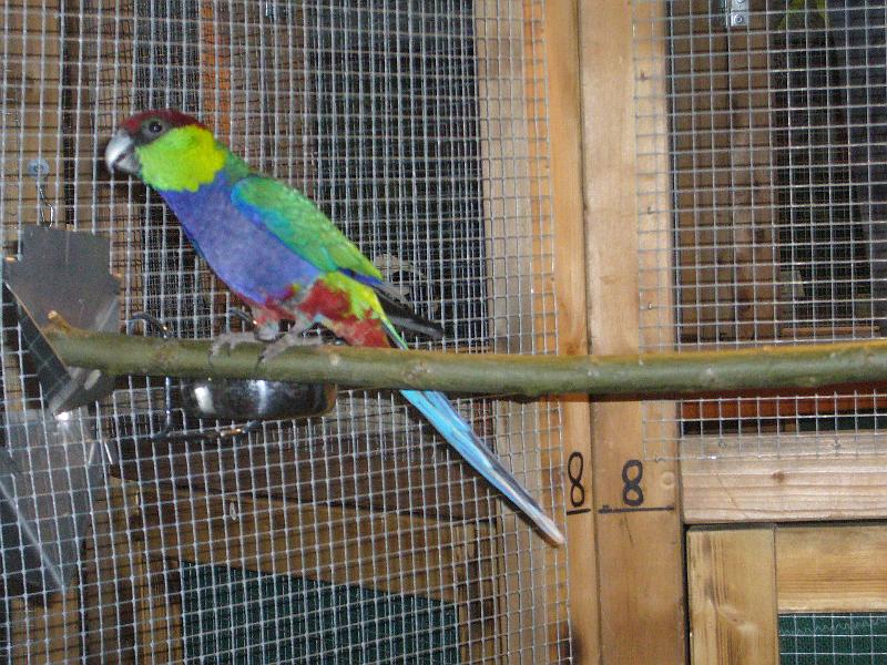 Ortsschau Langenberg 2008 248.jpg - Rotkappensittich von Norbert Entrup Preis al 96 SE